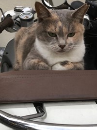 neko107